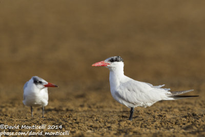 Caspian Terns (Hydroprogne caspia)(adult and juvenile)_Wadi Lahami