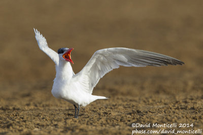 Caspian Tern (Hydroprogne caspia)(adult)_Wadi Lahami