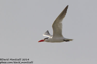 Caspian Tern (Hydroprogne caspia)(adult)_Wadi Lahami