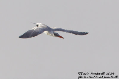 Caspian Tern (Hydroprogne caspia)(adult)_Wadi Lahami