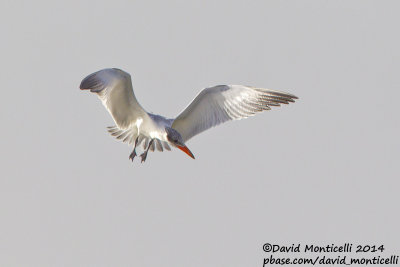 Caspian Tern (Hydroprogne caspia)(adult)_Wadi Lahami