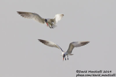 Caspian Terns (Hydroprogne caspia)(adult and juvenile)_Wadi Lahami