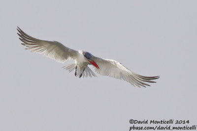 Caspian Tern (Hydroprogne caspia)(adult)_Wadi Lahami