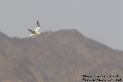 Caspian Tern (Hydroprogne caspia)(juvenile)_Wadi Lahami