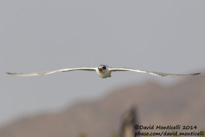 Caspian Tern (Hydroprogne caspia)(juvenile)_Wadi Lahami