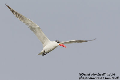 Caspian Tern (Hydroprogne caspia)(adult)_Wadi Lahami