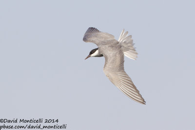 Whiskered Tern (Chlidonias hybrida)_Hurghada