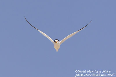 Saunders's Tern (Sternula saundersi)_Ras Sudr, Sina