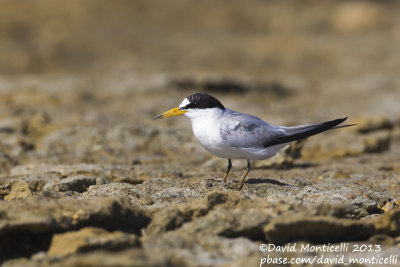 Saunders's Tern (Sternula saundersi)_Ras Sudr, Sina