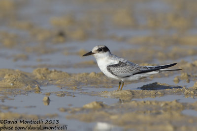 Saunders's Tern (Sternula saundersi)(juvenile)_Ras Sudr, Sina