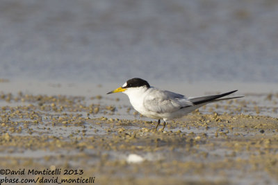 Saunders's Tern (Sternula saundersi)_Ras Sudr, Sina