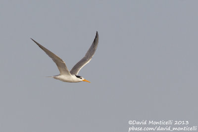 Lesser Crested Tern (Sterna bengalensis)_Ras Sudr, Sina