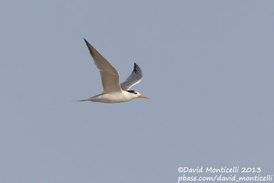 Lesser Crested Tern (Sterna bengalensis)_Ras Sudr, Sina