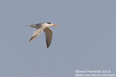 Lesser Crested Tern (Sterna bengalensis)_Ras Sudr, Sina