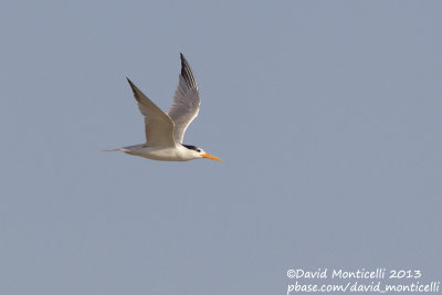 Lesser Crested Tern (Sterna bengalensis)_Ras Sudr, Sina