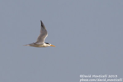 Lesser Crested Tern (Sterna bengalensis)_Ras Sudr, Sina