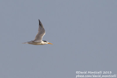 Lesser Crested Tern (Sterna bengalensis)_Ras Sudr, Sinaļ