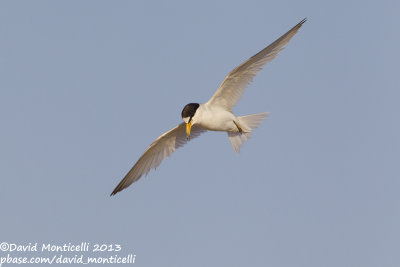 Saunders's Tern (Sternula saundersi)_Ras Sudr, Sina