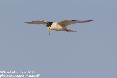 Saunders's Tern (Sternula saundersi)_Ras Sudr, Sina