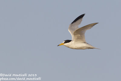 Saunders's Tern (Sternula saundersi)_Ras Sudr, Sinaļ