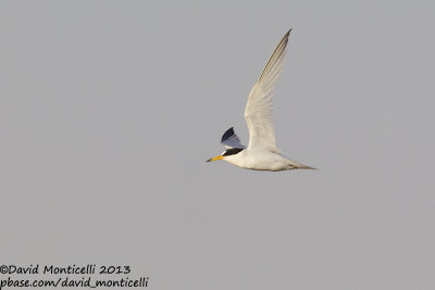 Saunders's Tern (Sternula saundersi)_Ras Sudr, Sina