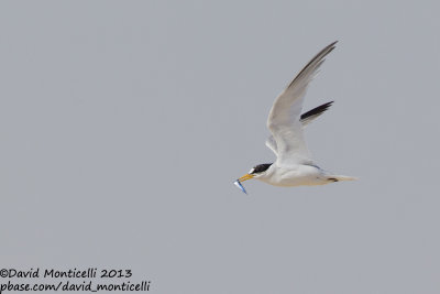 Saunders's Tern (Sternula saundersi)_Ras Sudr, Sina