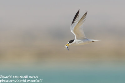 Saunders's Tern (Sternula saundersi)_Ras Sudr, Sina