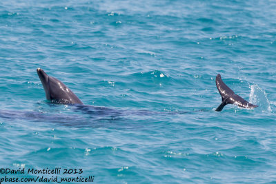 Bottlenose Dolphins (Tursiops truncatus)_Red sea