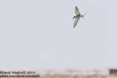 White-cheeked Tern (Sterna repressa)_Wadi Lahami