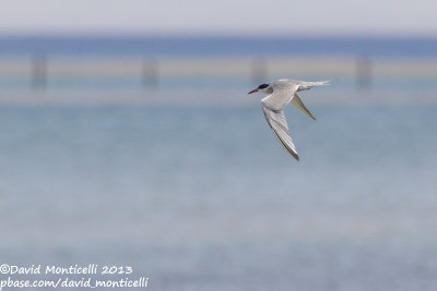 White-cheeked Tern (Sterna repressa)_Wadi Lahami