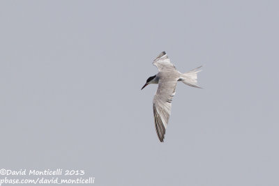 White-cheeked Tern (Sterna repressa)_Wadi Lahami