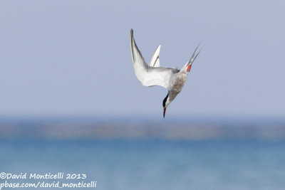 White-cheeked Tern (Sterna repressa)_Wadi Lahami