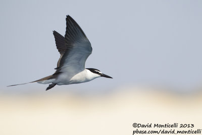 Bridled Tern (Onychoprion anaethetus)_Wadi Lahami