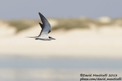 Bridled Tern (Onychoprion anaethetus)_Wadi Lahami