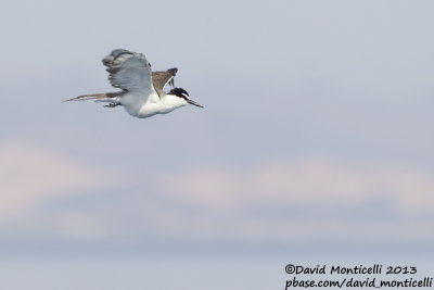 Bridled Tern (Onychoprion anaethetus)_Wadi Lahami