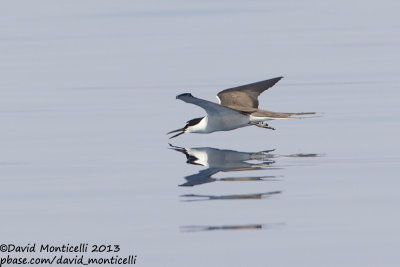 Bridled Tern (Onychoprion anaethetus)_Wadi Lahami