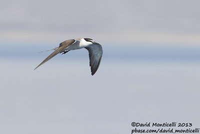 Bridled Tern (Onychoprion anaethetus)_Wadi Lahami