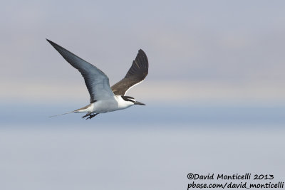 Bridled Tern (Onychoprion anaethetus)_Wadi Lahami