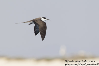 Bridled Tern (Onychoprion anaethetus)_Wadi Lahami