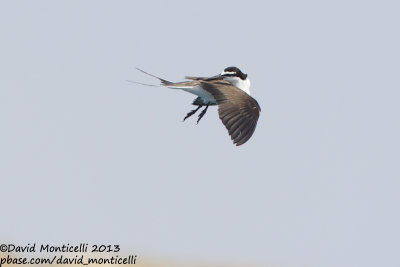 Bridled Tern (Onychoprion anaethetus)_Wadi Lahami