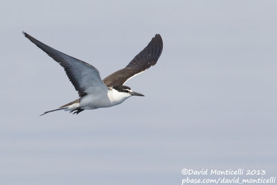 Bridled Tern (Onychoprion anaethetus)_Wadi Lahami