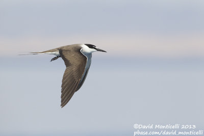 Bridled Tern (Onychoprion anaethetus)_Wadi Lahami