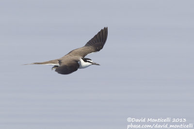 Bridled Tern (Onychoprion anaethetus)_Wadi Lahami