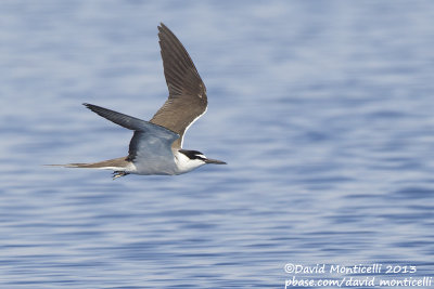 Bridled Tern (Onychoprion anaethetus)_Wadi Lahami