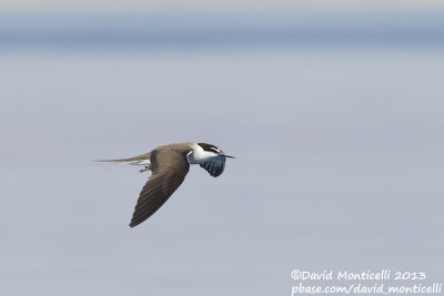 Bridled Tern (Onychoprion anaethetus)_Wadi Lahami