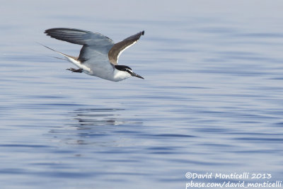 Bridled Tern (Onychoprion anaethetus)_Wadi Lahami