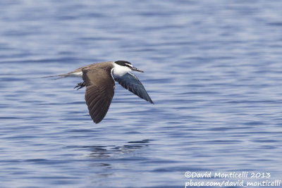 Bridled Tern (Onychoprion anaethetus)_Wadi Lahami