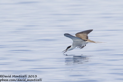 Bridled Tern (Onychoprion anaethetus)_Wadi Lahami