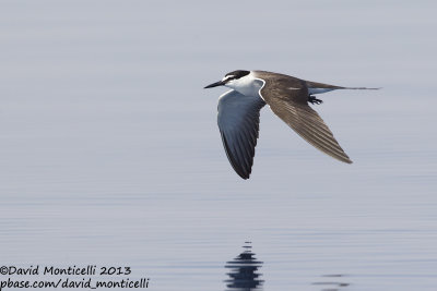 Bridled Tern (Onychoprion anaethetus)_Wadi Lahami