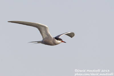 White-cheeked Tern (Sterna repressa)_Wadi Lahami